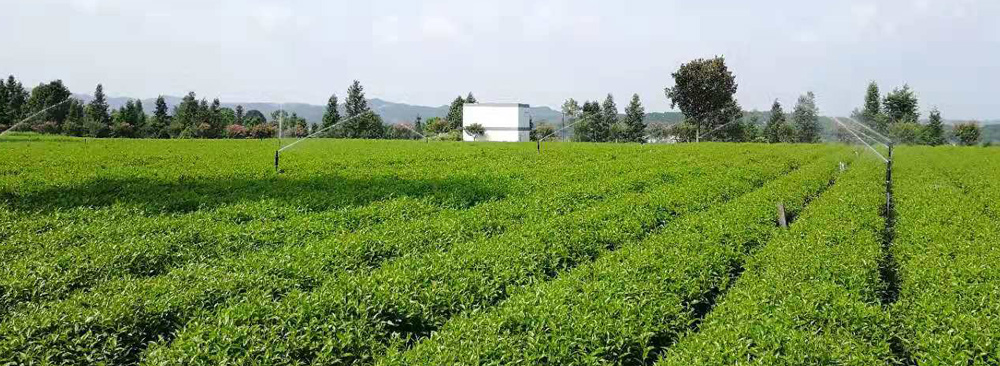 長沙沁園灌溉有限公司_湖南農(nóng)業(yè)水肥一體化灌溉|湖南別墅庭院智能灌溉